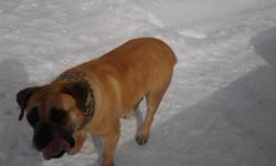 7 year old female South African Borebel Mastiff (tan w/ black on face)
6 year old male Rottweiler (black & tan)
Both dogs have been neutered and are current with their vacinations.
Both dogs are&nbsp;wary of strangers, but are very loving.
Looking for a
