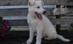 Hey, I'm Max! The fun white male AKC German Shepherd! I was born on May 21, 2016. I wish for someone who would love me and never want to let me go! They're asking $950 for me! I'll come to you with shots and wormed to date! If you think I'm