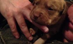 Adorable, socialized pups! 1 male, 4 females. Ready first week of December.