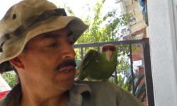 Mexican Amazon parrot tamed and healthy
$550.00&nbsp; firm serious buyers only
call me at 562-423-5997
&nbsp;