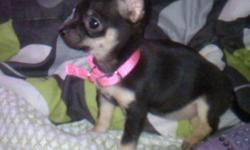 Minnie is a micro Chihuahua the weighs about 2lbs. She is full grown she is black & tan very loving looking for her forever home price can be discussed just call after 2pm Thank you,
