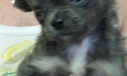 Adorable Petigree Micro T-Cup Male Chihuahua born 4/21/16. &nbsp;He is dark grey with brown paws and white chest. &nbsp;I have the application for his (APRI) American Pet Registry, Inc. application. &nbsp;I own the Sire and the Dam who are also APRI