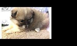 Small intelligent AKC registered Pomeranian Puppies. Selectively bred from old and new bloodlines for sound temperments and beauty. Both parents have beautiful temperments. The puppies have show winning bloodlines and excellent 5 generations pedigrees and