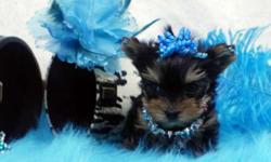 Text/call&nbsp; (310) 774-4355&nbsp;&nbsp;&nbsp; Our Yorkie pups are each unique and one of a kind. They're all beautiful and guaranteed top-quality. Our Yorkie pictures are worth a thousand words, so be sure to check out photos of our pups! Be careful