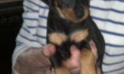 PRICE has been reduced...new owner to give first set of shots and worming....3/4 min pin and 1/4 chihuahua puppies. 1 black n rust male. 1 black n rust female. 3 red n rust females. Natural tails. All are marked like a doberman. they are 7 weeks old