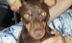 11 month old&nbsp; Beautiful&nbsp;Purebred Male Chocolate Min Pin. Parents have papers. Very playful, good with children, cats and other dogs.&nbsp; Excellent for