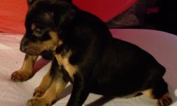 2 male minpins full blooded, tails cropped, mom and dad on site&nbsp; call 423-438-5926 ask for Marie