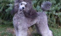 Min.Poodles .Two Silvers available.1 Male ,1 Female .AKC Champion Dam from
Top Show/Agility lines in the U.S.Born 10-18-2010
Well Socialized,Excellent Temperaments,Naturally Reared .
VERY Healthy Lines!
Delivery Possible to Approved Pet Homes .
$1000.00 &