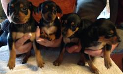 Full blooded minature pinchers.2 Male and 2 Female puppies born on 08/01/14. Black & Brown. Ready on 09/12/14. No Papers.