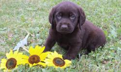 Hiya! I'm Mindy, the delightful chocolate AKC Chocolate female Labrador Retriever! I was born on June 12, 2016! &nbsp;I'll come vet checked, with my shots and worming to date. They are asking 650.00 for me. &nbsp;Do you like to go hiking and then swimming