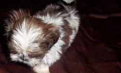&nbsp;Chinese Imperial Shihtzu Male Puppy Ming Yue Pick of the Litter
$750.00 .
&nbsp;
if ad is up puppy is still available......
11.5 weeks old wt 27 oz charting to be 4 lbs as an adult
Mother is 5 lbs Father is 4 lbs
UTD with Shots/D-wormed ,