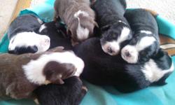 Mini Aussie's born on Apirl 30th.&nbsp; Will be ready for their new homes June 26th. Black tri females $550, black tri males $500, red tri female $650 and red tri male is $600.&nbsp; Puppy #1 female, #2 male, #3 red male, #4 female/SOLD, #5 female, #6 red
