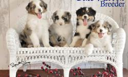 www.SpurStrapMinis.com Quality Miniature Australian Shepherds. Health tested, health guarantee, age appropriate vaccinations, regular deworming, lots of socialization. Parents have conformation titles and herding instinct certified. OFA, MDR1, HSF4, CERF,