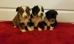 Beautiful mini Australian Shepherd puppies. Male and females available. Home raised, sweet and playful. Registered ASDR. Will be up to date on shots and wormer before leaving. Please call, text or email with any questions.&nbsp;
