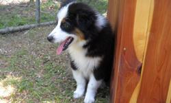 MINI MALE BLACK TRI AUSSIE. DAD IS A CAMPION. 3/4 WHITE COLLAR, NICE BLAZE AND COPPER POINTS. DAD IS A BLUE MERLE AND MOM IS A BLACK TRI. BORN ON MARCH 9, 2011. GOOD TEMPERMENT AND DISPOSITION. STRONG BIG BONE, GREAT BITE AND EARSET.GREA WITH OTHER PETS