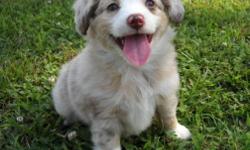 RED MERLE FEMALE AUSSIE. SHE'S VERY PRETTY, SWEET, AND LOVING. I AM A HOBBY BREEDER. PUPPY IS RAISED IN MY HOME WITH THE MOM AND WILL BE WELL SOCIALIZED AND PEE PAD TRAINED. THIS IS A HIGHLY INTELLIAGENT BREED AND EASY TO TRAIN, VERY LOYAL, AND LOVING.