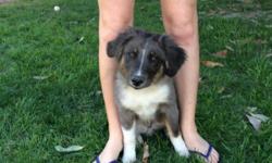 Aussies Puppies&nbsp; Registered 4 1/2 months old, &nbsp;Males,&nbsp; 1 Black Tri $300.00 & 1 Blue Merle $400.00
They have had Tails & Dew Claws done,&nbsp; All &nbsp;vaccinations and&nbsp;Potty Trained. The Parents have
had Genetic testing with Great