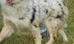 I have a blue merle australian shepherd for sale, he turned a year old April 9th so he is over the bad puppy stages, he is very friendly! He is also very smart and willing to learn he even tries to heard our sheep and pigs...He is not neutered. He gets