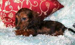 1 Female Mini Dachshund born on 6-20-11. UTD on shots and comes with a health warranty.
*?* Credit Cards Accepted (Visa/MasterCard?????)
** No Credit Check Financing Available (Please Inquire)
** Shipping Available
** Microchipped?
** ACA Registered
For