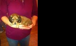 AKC Registered Mini Dachshund Pups ready for new homes! 5 females available! $500 each. Call --