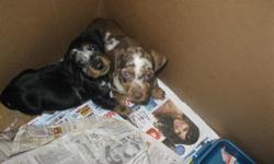 we have one male black and one female puppy brown they are six weeks today 01-16