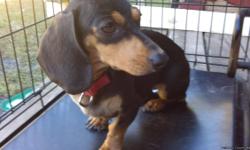I have a full blooded mini daschund she is utd on her shots she is 2years old pee pad trained if interested give me a call at 8642510597