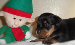 I have 3 beaulful&nbsp; Dorkie Puppies&nbsp; &nbsp;[ mini Dachsbund / Yorkshire T.]&nbsp;. They are all raised in my home with children and other pets too.They are very friendly,and loveable, and will fit right in with your family....They were born&nbsp;