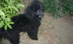 Male poodle small mini, 4 months old. 250$ pet price, 400$ full registration. Parents AKC, father champian lines. Shots given tail and due claws done. please call 760-265-3498.