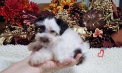 2 FEMALE PARTI COLOR SCHNAUZERS LEFT
COLOR.......CHOCOLATE/WHITE
DOB 08/06/2014.
PARENTS R 7 & 9 PNDS. TOY SIZE
ACCEPTING $100 NON-REFUNDABLE DEPOSIT TO HOLD TILL READY TO GO AT 8 WKS OF AGE.
TAIL AND DEW CLAW REMOVED, AND WILL BE UTD W/SHOTS AND DEWORMER