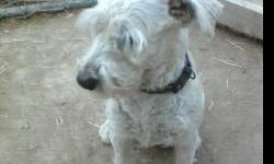FOR SALE WHITE MINITURE SCHNAUZER, HE HAS BEEN FIXED, PROBABLY NEEDS A MORE MATURE PERSON AS WE TOOK HIM BACK FROM A HOME WHERE HE WAS ABUSED AND IS A LITTLE SKIDDISH AROUND FAST MOVEMENTS. HE IS OUT OF REGISTERED STOCK WE HAVE THE PAPERS ON HIM BUT WE