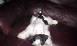 AKC REGISTERED PARTI COLOR SCHNAUZER...MALE...10 WKS OLD... UTD WITH SHOTS AND DEWORMER...LOCATED IN SAN BENITO TX. SORRY I DO NOT SHIP NOR ACCEPT ANY CHECKS.. PICK UP ONLY... -- (CINDY)