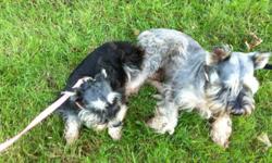 Hello! We have 6 baby mini schnauzers who will be available to take home January 20th, 2014. We have three boys and three girls. Parents are registered and full blooded. This is their second litter. We have pictures and references from the owners of their