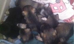 7 weeks old. Parents are both mini Schnauzer but only dad is registered. Shots started. Will send pictures to serious buyers