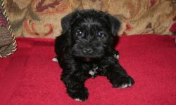 Adorable AKC all-black Mini Schnauzer pups. Vet checked, tails docked, dew claws removed. Been raised in a loving family with lots of attention. Please call to come choose a life-long friend! 253-335-1520
Great for people with allergies! My son has very