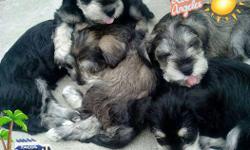 beautiful schnauzer puppies 4 girls (3)black/white and (1)saltpepper color..8 weeks old. NO tail docked, have first set of shots and dewormed..really cute adorable mini size hypoallergenic,&nbsp;cash only text or call me only if ur interested thanks