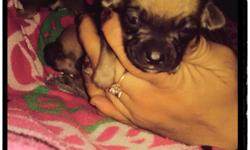 I have 6 puppies 2boys 4female they are so cute and will stau small
Email or text only