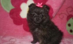 Precious Teacup little female Pomeranian. She is ready to go. She will only reach 3-4lbs full grown. She has had her first puppy shot and comes with her health records and registration papers. I believe she will be Blue, although Poms can change color.