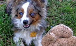 Striking 10 month old Blue Merle ( blue eyes) Mini Aussie female, vaccinated, microchipped, 13 pounds, housebroke, loves people and other dogs and cats, walks on a leash and travels well, loves playing frisbee, graduated from basic obedience and is easy