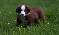 Miniature Australian Shepherd Female. Brooke, she is a gorgeous deep red tri with ONE BLUE EYE (rare) She is 4 months and very loving and outgoing.
She is regsitered AKC and NSDR she also is PRA clear. She is priced at a pet price for full breeding rights