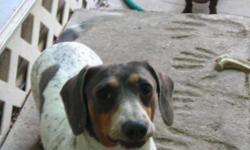 Capt Jack Spare Row is AKC registered stud dog. This Blue & Tan Piebald has lots of ticking. He's shy to start with, but warms up to strangers rather quickly. He'd do well in a kennel, or as a pet. He doesn't do well with small children, but is a delight