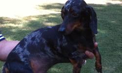 Miniature dachshund needs a home! 5-year old male / dapple (predominately black).