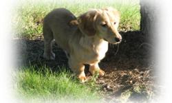 I have a red long hair male that is 6 months old. He is a very nice boy. Price above is pet price. Check out this handsome guy at www.redbarndachshunds.com or call 256-640-6475 for more information. I have him and several puppies and adults to choose