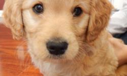 8 week old male miniature goldendoodle. CKC registered. Raised in a loving family environment. He has been vet checked and given his first shots. This lovable guy is crate trained and ready to meet his new family. (586)649-7376