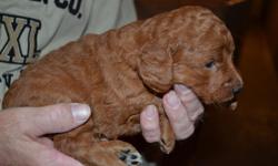 I have a litter of beautiful dark red miniature goldendoodles for sale. There are 6 males and 1 female left. They are low shedding and will be current on vaccinations and dewormings. They will be ready to come to your home around May 5th. They will also