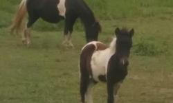 1 Mare with newborn 2week old colt both oreo paint. Mare is 12. Has been a fair pony for kids to ride. Very calm and kid safe. Asking $375. Will deliver. Also have her weined yearling stud colt $100 very friendly exspecially with children. This Colt is