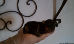 I HAVE 2 MINIATURE PINSCHER PUPPIES FOR SALE. THEY ARE CKC REGISTERED, BLACK, & BOTH BOYS. THEY TURN 6 WEEKS OLD ON 7/5/11. THEY HAVE HAD THEIR TAILS DOCKED AND THEIR SHOTS.