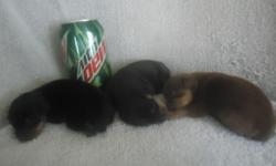 Black/Rust and&nbsp;Chocolate/Rust
Born 8/2/14
Will be ready for new homes
Around 10/3/14
Interested Please Call
&nbsp;&nbsp; 616-459-0431