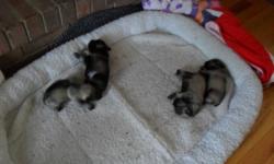 Miniature Schnauzer puppies born 8/5/11 two left . Puppies will be ready in October. done the Dock Tail/Remove Dewclaws. Shots will be up to date and de-wormed ever two weeks. Dam and Sire on site Dam is AKC and CKC the Sire is CKC. Dam is Salt & Pepper;