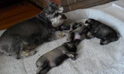 Miniature Schnauzer puppies will be ready in October. done the Dock Tail/Remove Dewclaws. Shots will be up to date and de-wormed ever two weeks. Dam and Sire on site Dam is AKC and CKC the Sire is CKC. Dam is Salt & Pepper; the Sire is Gray & Silver in