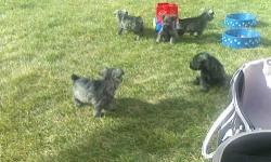 Selling pure bred mini Schnauzers with paper work.
Their adorable and raised around kids. We have 3 boys and 2 girls . We own the mom and dad
They are 7 weeks. ready to be taken home.
Call me at 720-224-5406